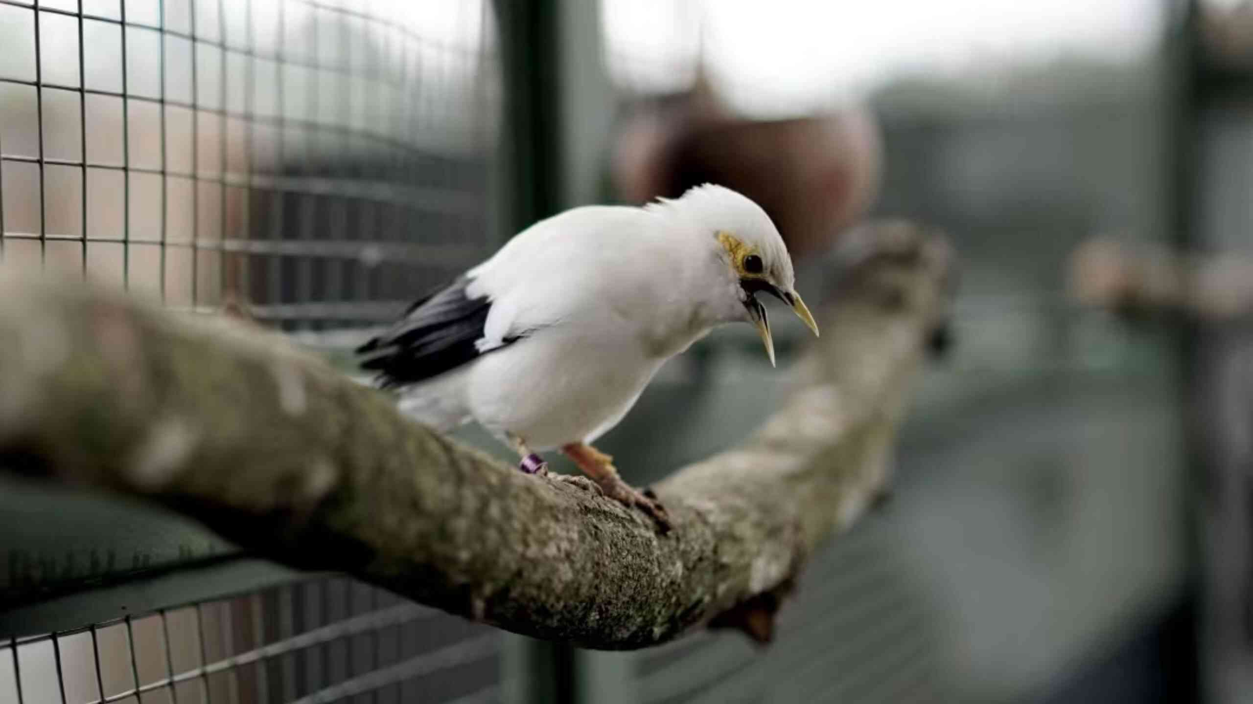 Birdwatching untuk Pemula: Mengamati Burung di Kaki Gunung Tampomas