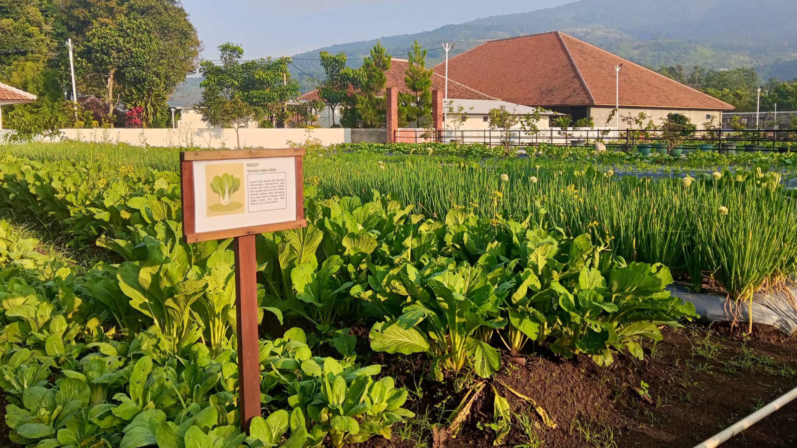 Belajar Bertani dan Berkebun: Edukasi Pertanian untuk Keluarga